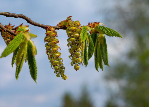 Blooming hornbeam branch with fresh green leaves and catkins. Springtime close-up showing wind-pollinated tree and natural growth against soft sky background