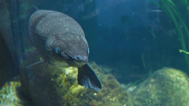 Close up of an alligator gar Fish floating underwater between water plants in a river
