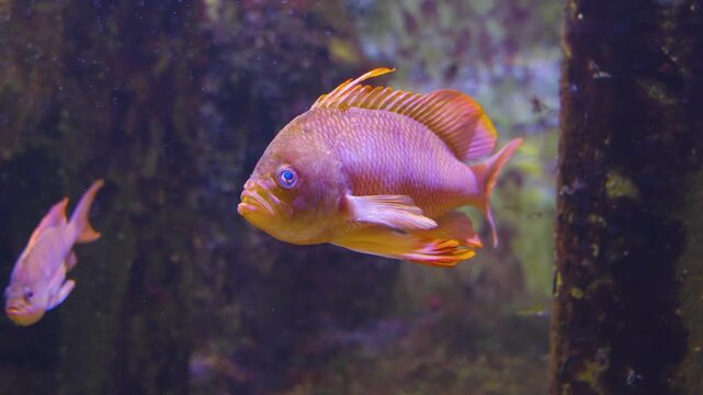 Close up of an orange cichlid fish with large fins swimming around underwater