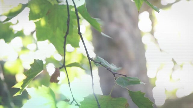 Small spotted branch swaying from breeze in sunlit nature, camera shifting, sun causing banding