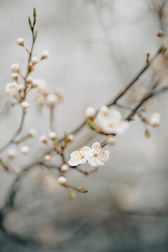 White Mirabelle flowers