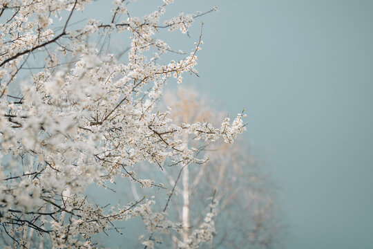 White Mirabelle flowers