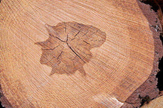 Tree rings of a cross-sectioned deciduous tree trunk in a forest