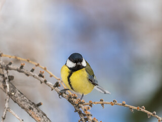 Obraz premium Cute bird Great tit, songbird sitting on a branch without leaves in the autumn or winter.