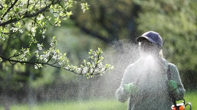 Farmer spraying blooming tree with insecticide against pests and diseases in orchard using garden sprayer. Spring farming. Slow motion
