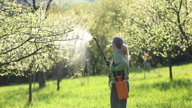 Spraying pesticide at blooming plum tree in sunset. Woman farmer using garden sprayer on fruit tree blossom. Spring gardening in orchard