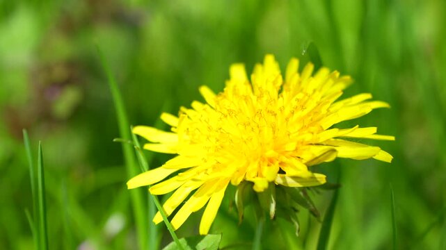 a bee on a yellow dandelion flower in the grass