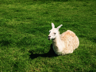 Fototapeta premium White and brown alpaca is relaxing on a green grass on a warm sunny day. Surviving heat wave concept.