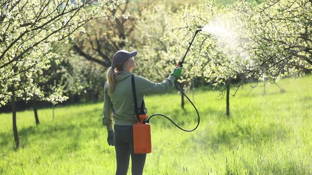 Farmer spraying pesticide at blooming plum tree in sunset. Woman using garden sprayer on fruit tree blossom. Seasonal orchard farming