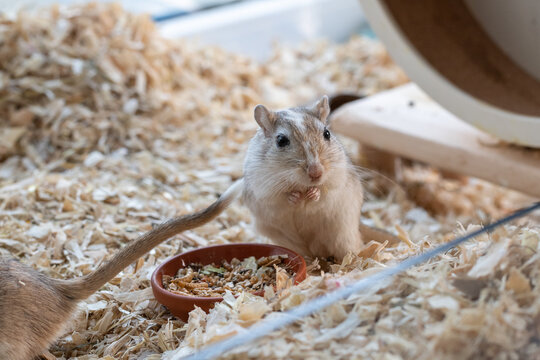 rennmaus beim fressen im Geh&auml;ge