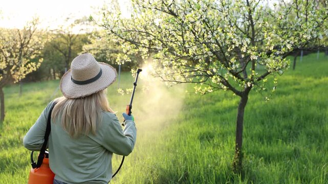 Farmer spraying insecticide or pesticide blooming plum tree with pressure sprayer. Pest control in spring orchard
