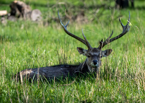 Resting red deer stag in spring meadow