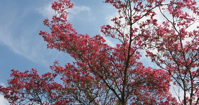 Cornus florida | Flowering Dogwood - American Dogwood - Eastern Dogwood. landscape tree with stunning visual impact of spectacular spring bloom of clusters large bright pink bracts