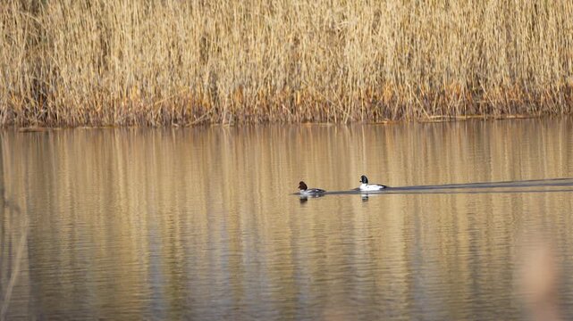 a pair of common goldeneyes on a pond