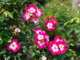 Fototapeta premium Pink wild roses in garden, blooming flowers with soft green background