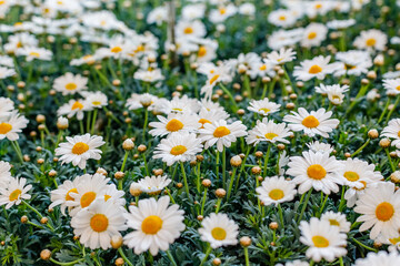 Fototapeta premium White flowers bloom in a field during daylight hours in a garden setting with green foliage surrounding them