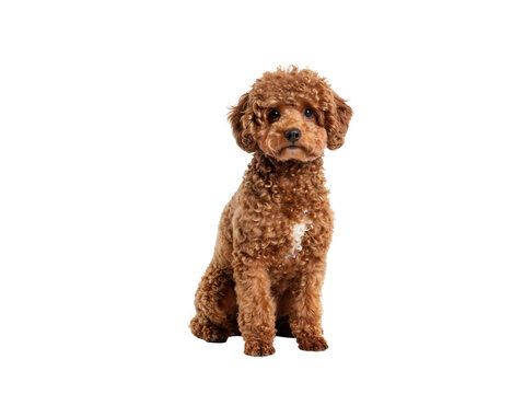 Small Poodle Sitting Elegantly with Fluffy Curly Coat