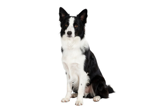 Elegant Black and White Dog Sitting in a Clean Studio Setting
