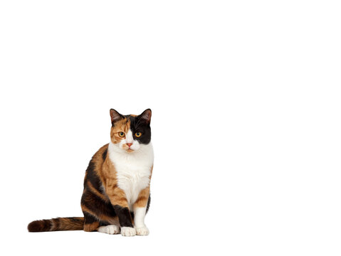 Calico Cat Sitting Elegantly in a Studio Environment