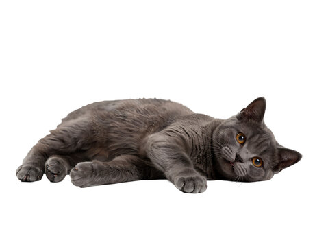 Adorable Gray Kitten Relaxing in a Clean Studio Environment