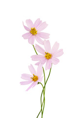 Three pink cosmos flowers in a small bouquet isolated on white or transparent background © Ortis
