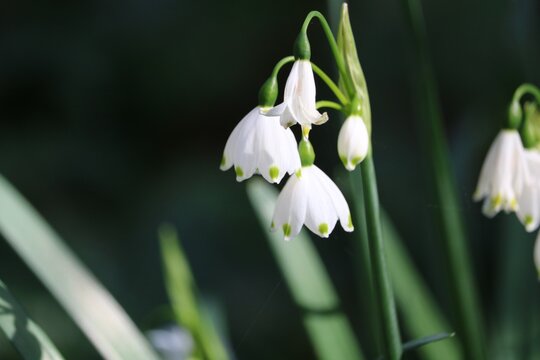 Niv&eacute;ole d'&eacute;t&eacute;