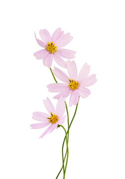 Three pink cosmos flowers in a small bouquet isolated on white or transparent background