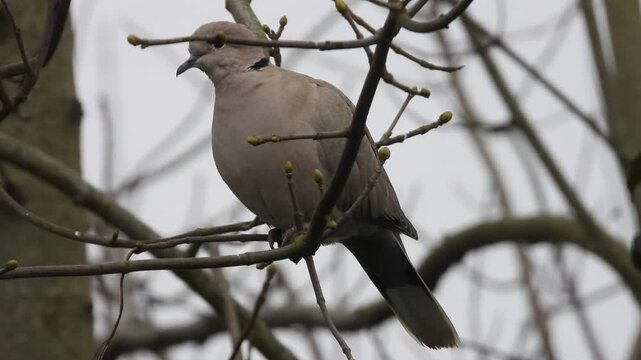 Close-up view of collared dove perched on bare tree branch with pale grey body black neck collar and dark tail against overcast sky in natural outdoor setting