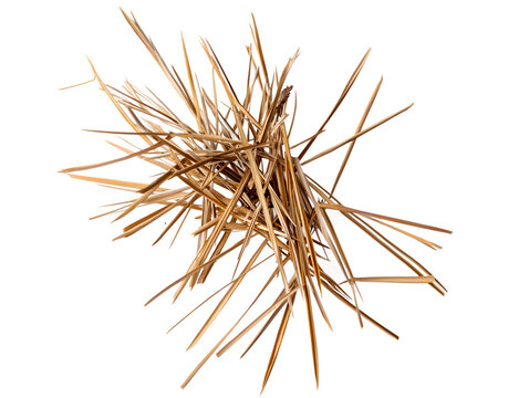 Bundle of dried straw, natural plant material, scattered, isolated on transparent background.