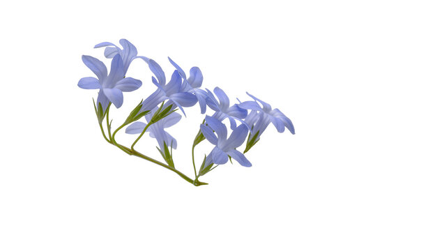 Isolated beautiful delicate cluster of light blue periwinkle flowers blooming on green stems