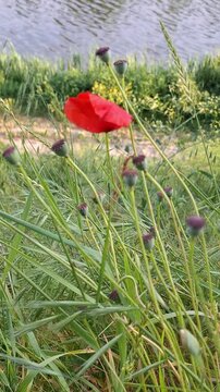 poppy, flower, red, grass, riverside, river, meadow, wildflower, nature, summer, floral, blossom, bloom, petal, stem, bud, green, field, botany, botanical, plant, outdoors, natural, breeze, wind, moti