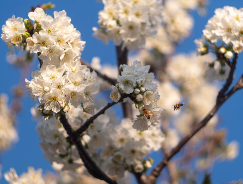 Bees pollinate the beautiful flowering cherry tree Prunus avium in Greece