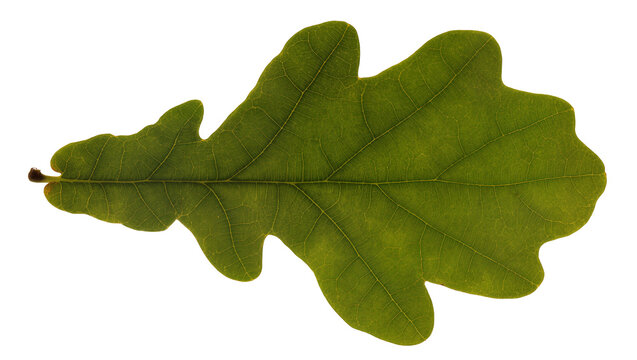 Isolated single fresh green oak leaf showing intricate natural venation and texture detail