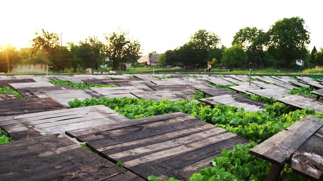 Snail farm with wooden planks for escargot heliciculture at sunset with sun flare and green plants