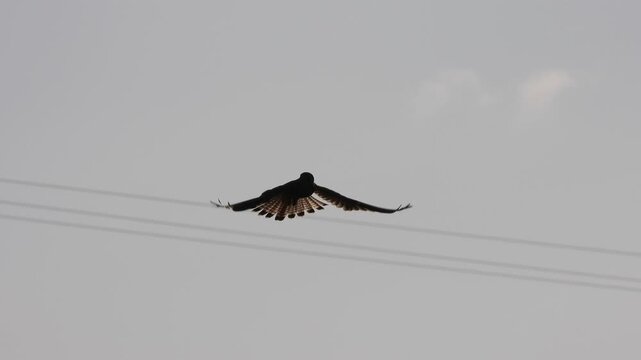 Silhouette of bird of prey in flight with wings fully spread and fanned tail against pale overcast sky showing detailed feather pattern