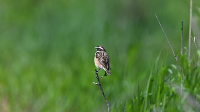 A Whinchat preening its feathers and surveying its surroundings from the tip of a dry branch. Captivating details of wildlife against a green backdrop in its natural habitat.