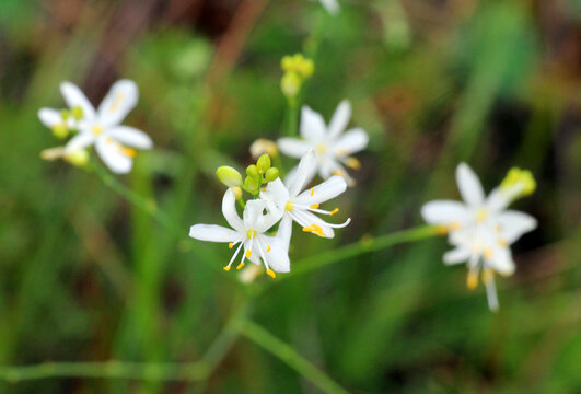 Branched St. Bernard's-lily (Anthericum ramosum) blooms in nature in summer
