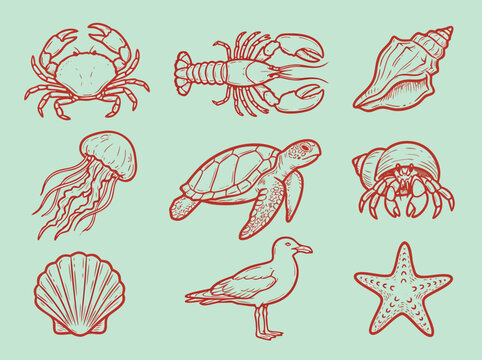 Marine life vector illustration featuring crab lobster shell jellyfish turtle hermit crab seagull and starfish.