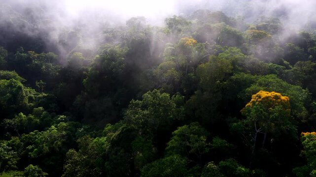 Aerial view, close up of a tropical forest canopy covered in fog, the yellow flowers of a blooming Tamburu or Vochysia bracelineae stand out between the green tree crowns: beautiful nature background