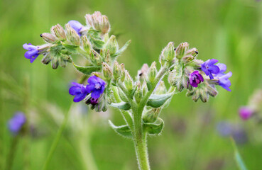 Obraz premium Common bugloss (Anchusa officinalis) blooms in nature