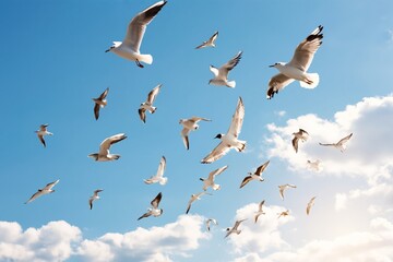 Fototapeta premium Birds Fly in the Sky With Clouds During the Day in a Coastal Area