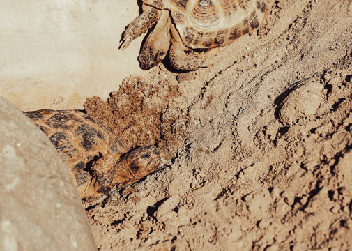 Two Russian tortoises (Agrionemys horsfieldii) active on sandy ground. Central Asian tortoises exploring a dry, sandy environment.