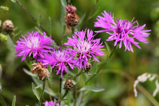 Brownray knapweed (Centaurea jacea) blooms in a meadow among grasses