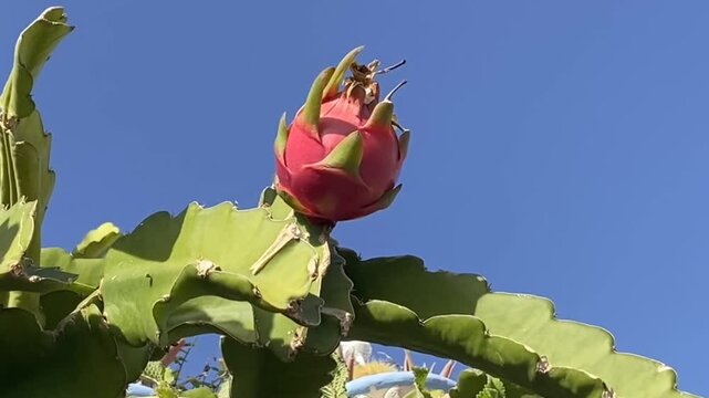 Selenicereus undatus or White-fleshed pitahaya or dragon fruit tropical plant with pink fruit against blue sky, 4K.