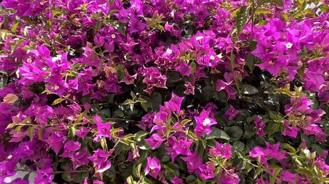 Bougainvillea pink magenta flowers close up. Nature background,4K	