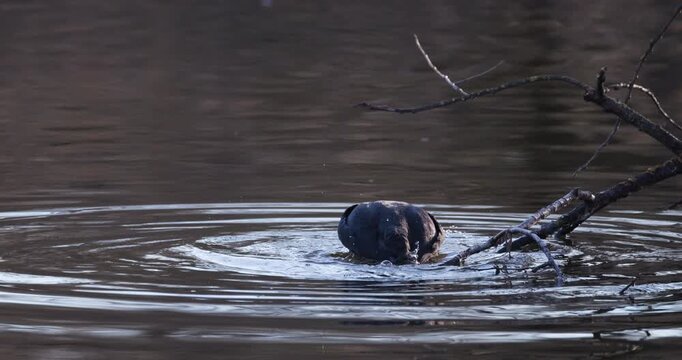 Slow motion of Eurasian coot perched on a partially submerged fallen tree branch, bathing and splashing in lake water
