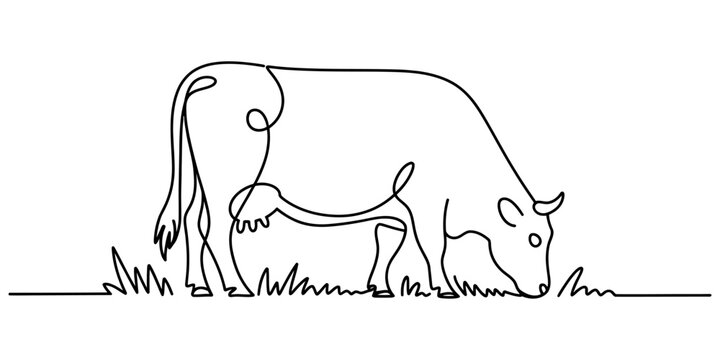 A single line art drawing of a dairy cow grazing on a patch of grass created with a simple continuous stroke path Vector, illustration