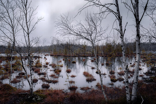 Landscape with swamp, white birches along the edges, spring cloud day.