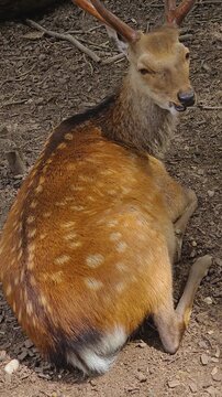Close up of a axis deer buck sitting in the forest turning his head in vertical format