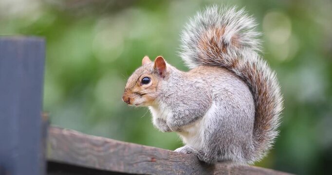 Portrait of Eastern grey squirrel standing on garden fence